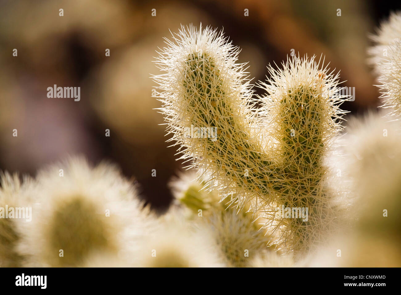 Teddybär Cholla, Jumping Cholla, Silber Cholla (Opuntia Bigelovii, Cylindropuntia Bigelovii), sprießen bei Gegenlicht, Joshua Tree Nationalpark, Sonora, California, USA Stockfoto