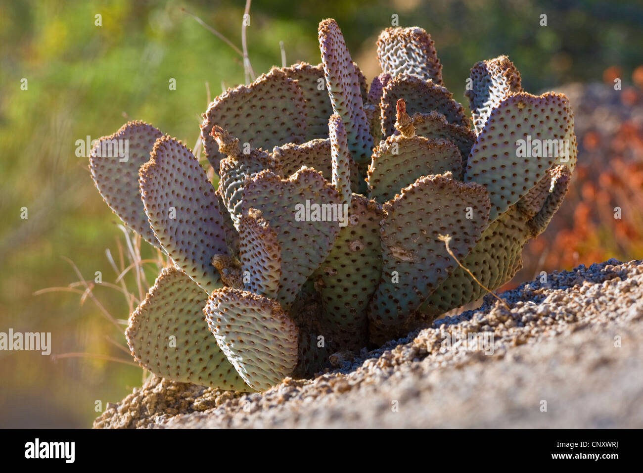 Bakersfield Beavertail, Beaver tail Kaktus, Beavertail Kaktus (Opuntia Basilaris), USA, Kalifornien, Mojave, Joshua Tree Nationalpark Stockfoto