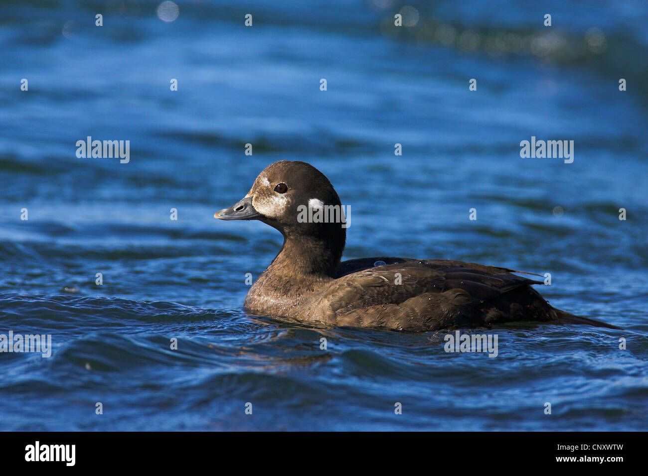 Harlekin Ente (Histrionicus Histrionicus), weibliche schwimmen, Island, Myvatn Stockfoto