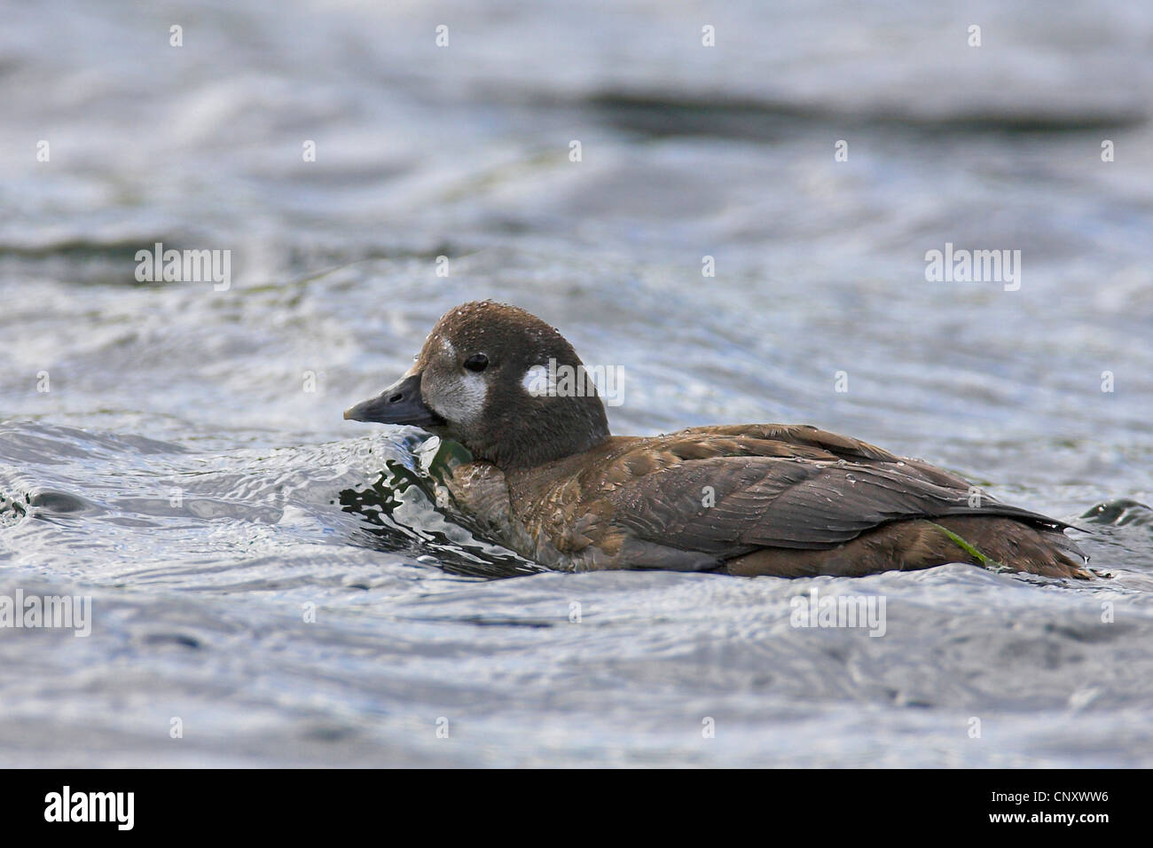 Harlekin Ente (Histrionicus Histrionicus), weibliche schwimmen, Island, Myvatn Stockfoto