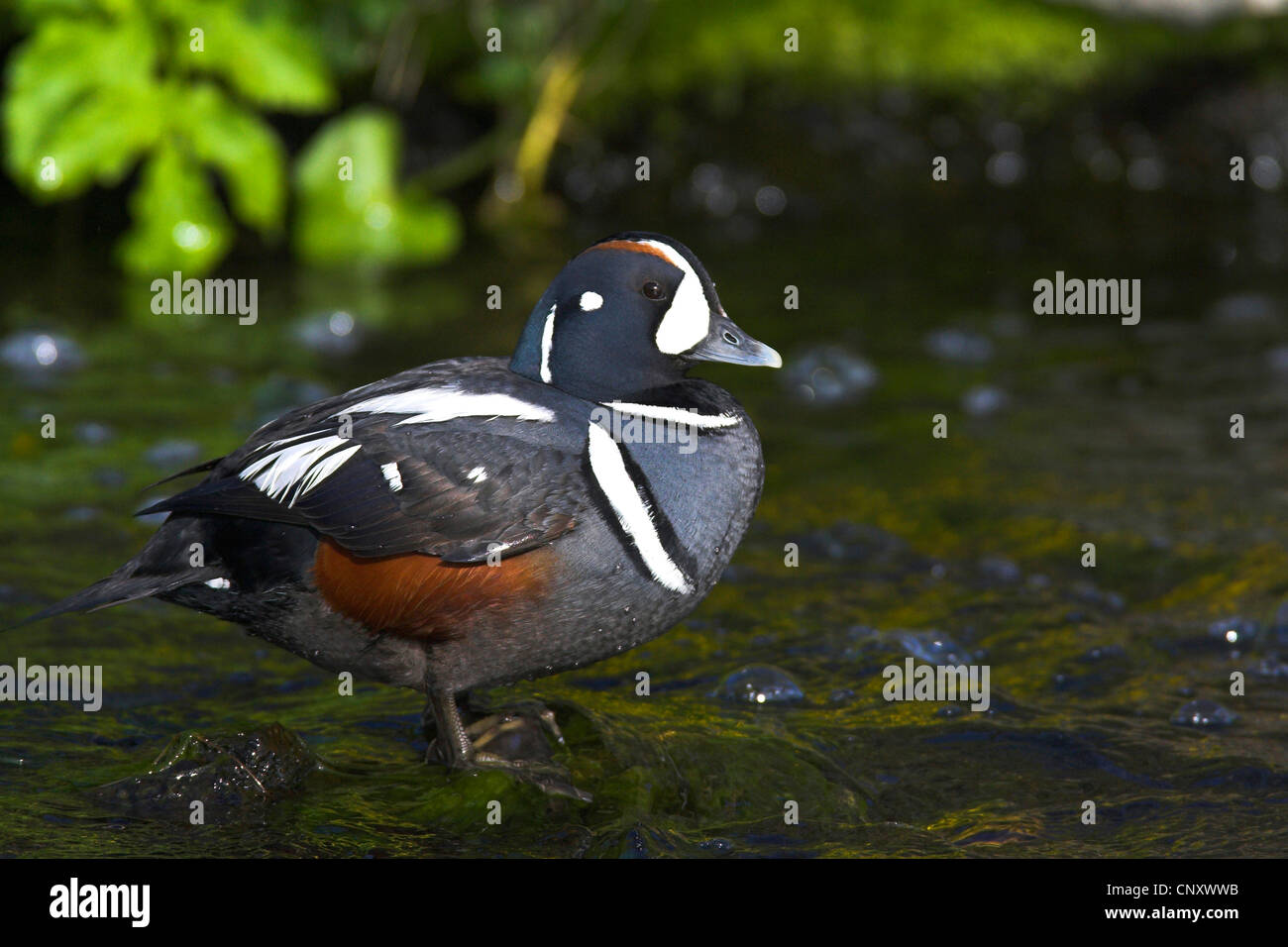Harlekin Ente (Histrionicus Histrionicus), männliche in Laxa River Island, Myvatn Stockfoto