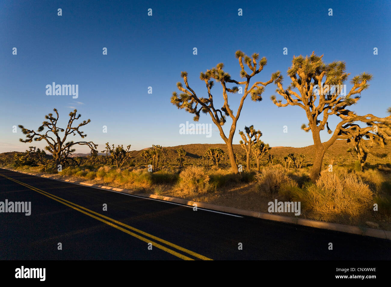 Joshua Tree (Yucca Brevifolia), im Abendlicht entlang einer Straße, USA, Kalifornien, Mojave, Joshua Tree Nationalpark Stockfoto
