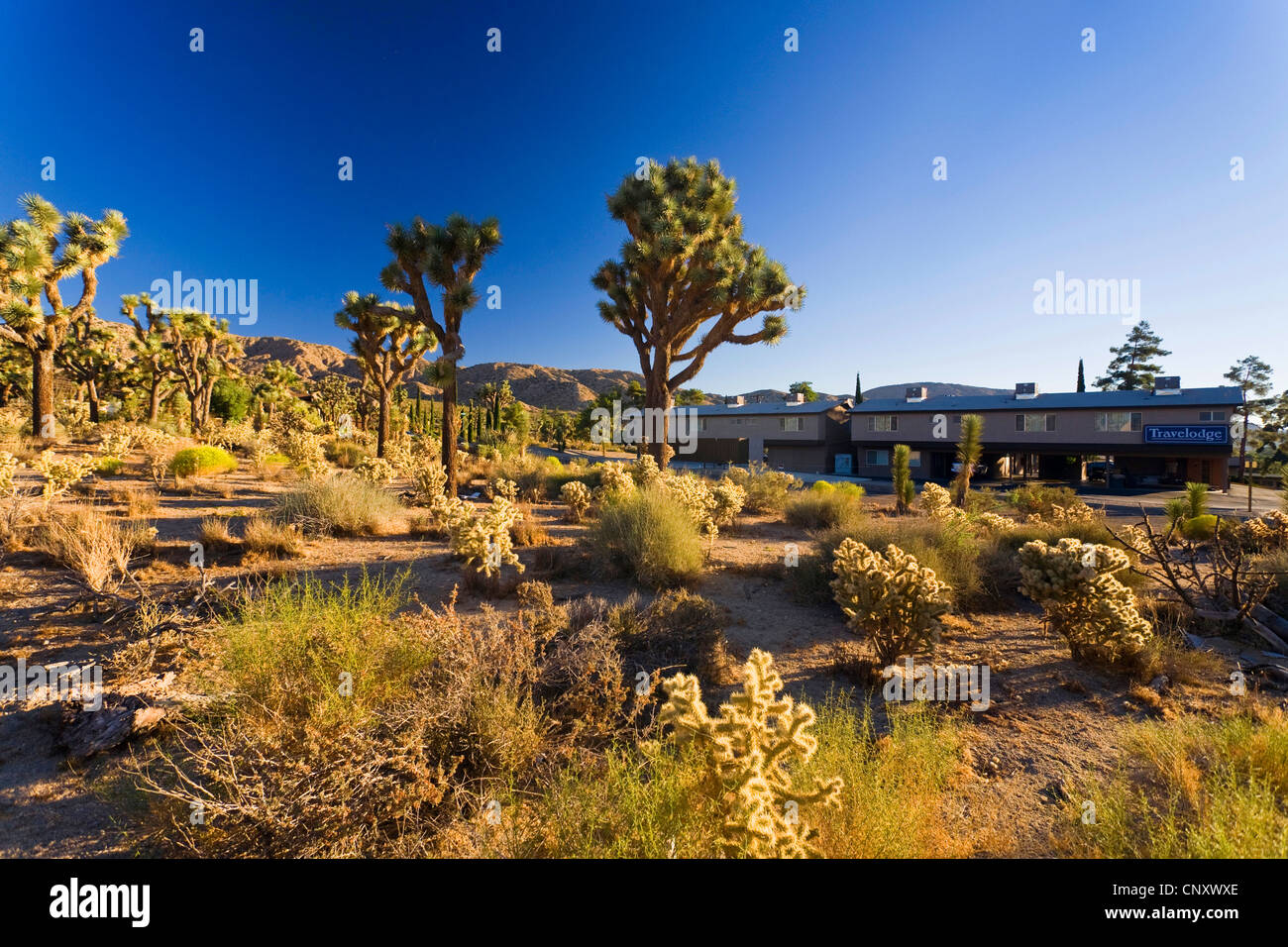 Joshua Tree (Yucca Brevifolia), mit anderen Kakteen neben einem Motel, USA, Kalifornien, Mojave, Travelodge Yucca Valley Stockfoto