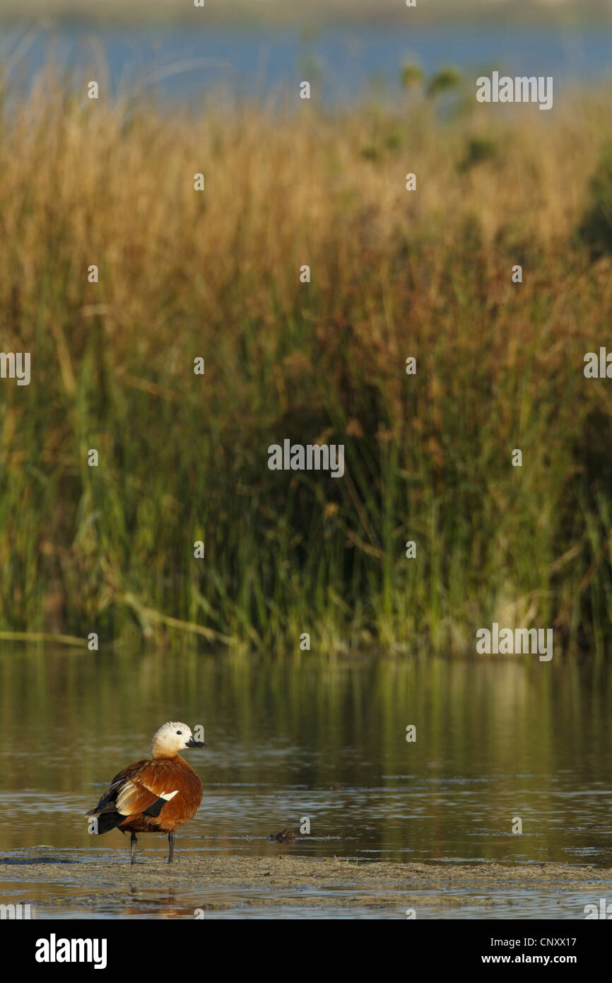 Ruddy Brandgans (Tadorna Ferruginea, Casarca Ferruginea), stehen im flachen Wasser, Türkei, Goeksu Delta, Silifke Stockfoto