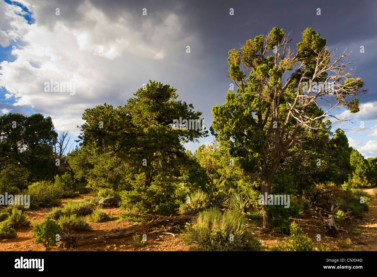 Kiefern und Wacholder unter Gewitterwolken, USA, Arizona, Grand Canyon National Park Stockfoto