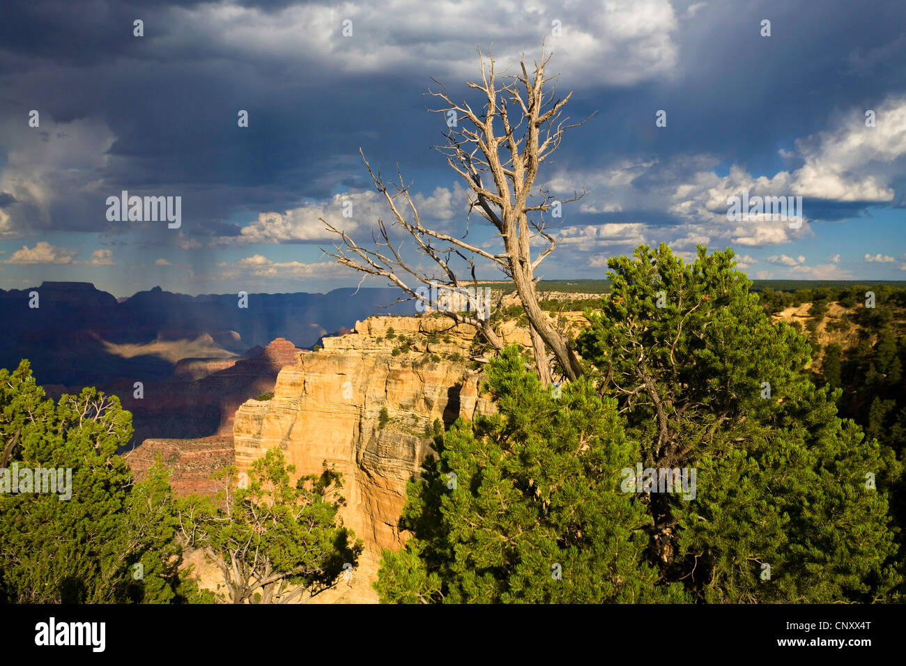 Pinyon-Kiefer (Pinus Edulis), am South Rim des Grand Canyon gewinnen Gewitterwolken, USA, Arizona, Grand Canyon National Park Stockfoto