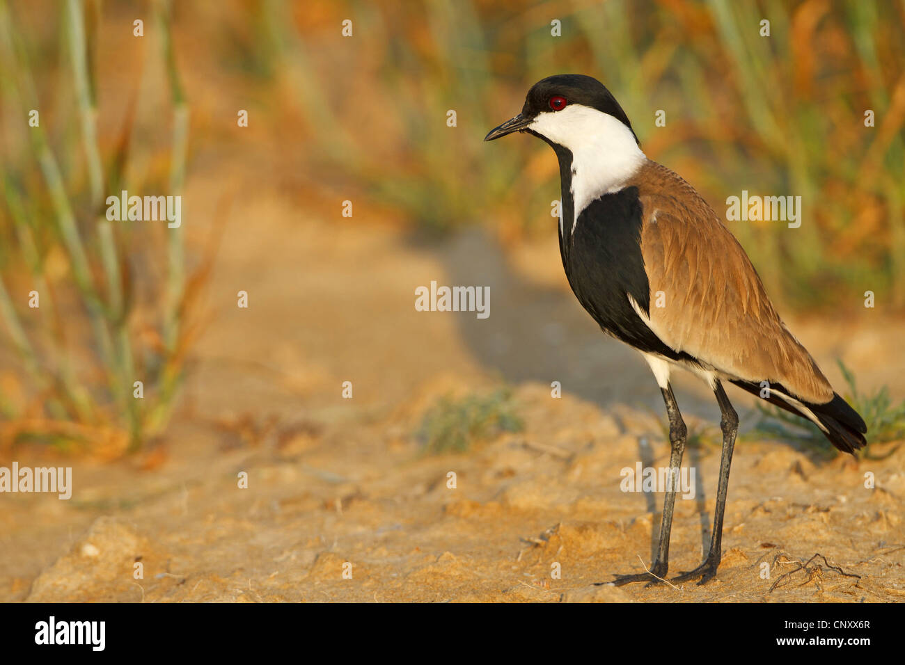 Sporn-winged Plover (Vanellus Spinosus, Hoplopterus Spinosus), sitzend auf dem Boden, Silifke, Türkei, Goeksu Delta Stockfoto