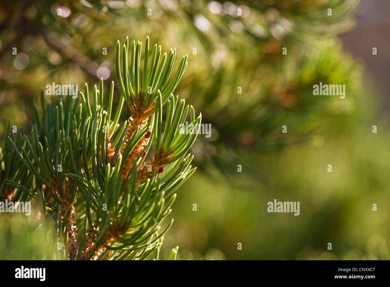 Pinyon-Kiefer (Pinus Edulis), Zweig mit Nadeln, USA, Arizona, Grand Canyon National Park Stockfoto