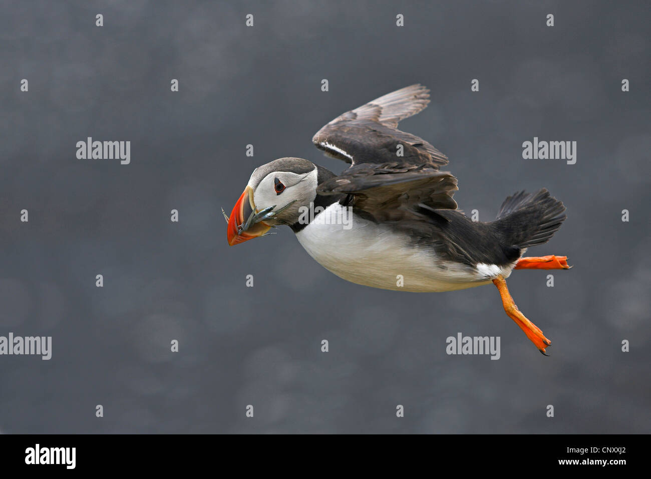 Papageitaucher, gemeinsame Papageientaucher (Fratercula Arctica), fliegen mit Fischen im Schnabel, Island, Kap Dyrhólaey Stockfoto