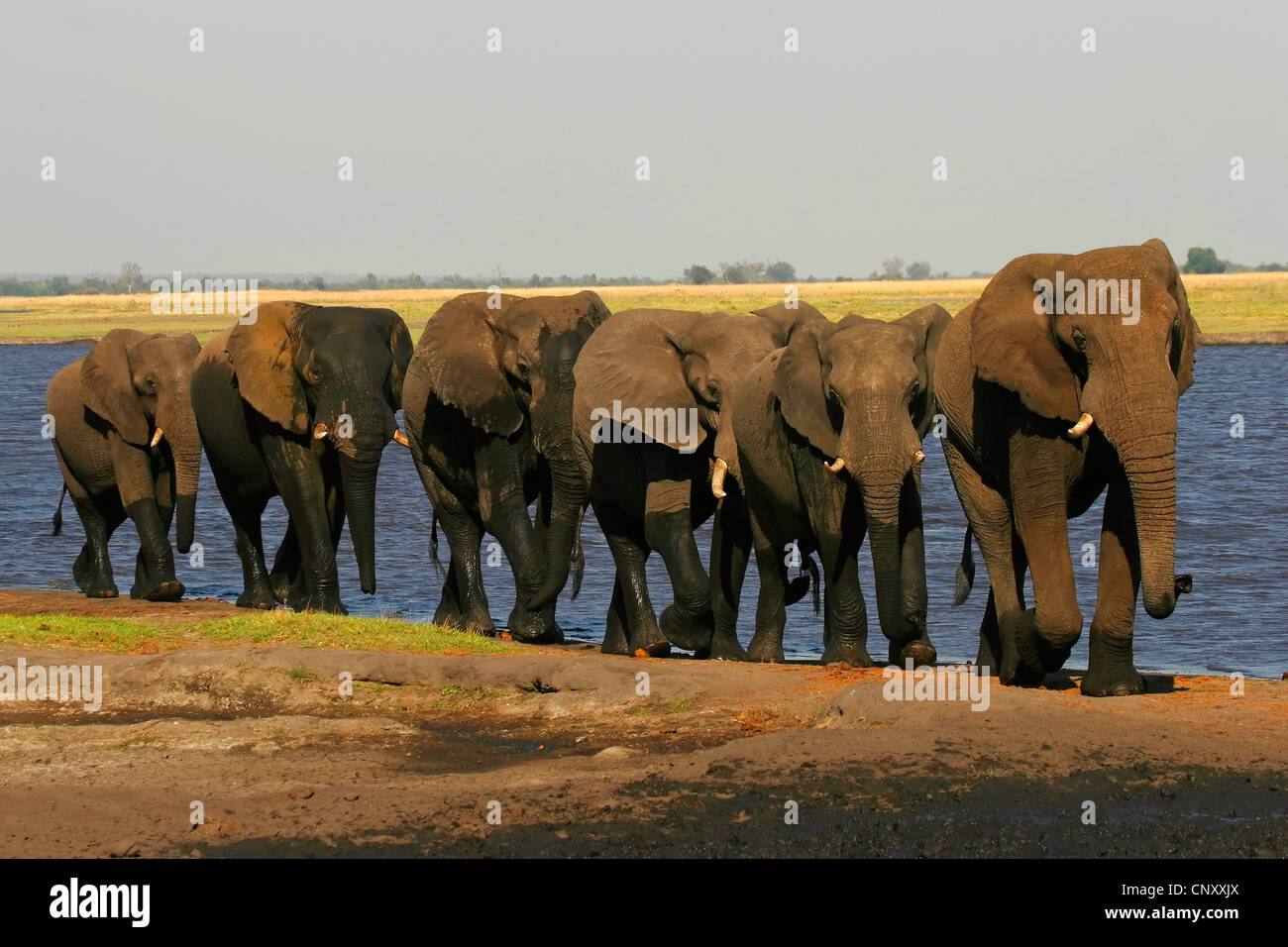 Afrikanischer Elefant (Loxodonta Africana), zu Fuß am Ufer von einem See, Botswana, Chobe-Nationalpark Stockfoto