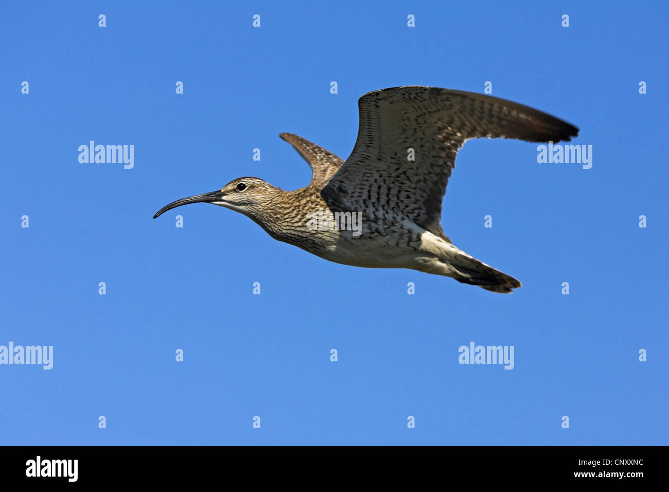 Regenbrachvogel (Numenius Phaeopus), fliegen, Island, Myvatn  Stockfotografie - Alamy