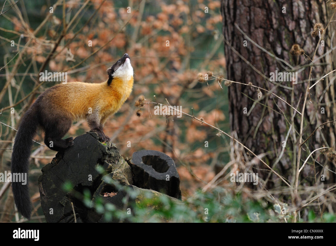 Gelb-throated Marder (Martes Flavigula), stehend auf Totholz nachschlagen einen Baumstamm Stockfoto