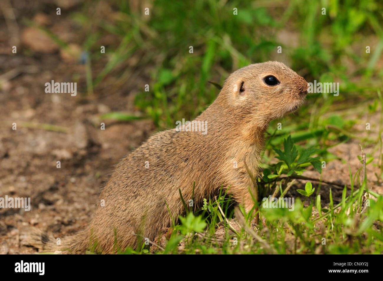 Zieselmaus Europäische Ziesel, Europäische Ziesel, Europäische Zieselmaus ...