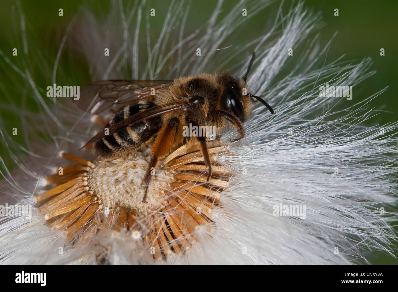 Gelb-beinigen Bergbau Biene, Yellow-legged Bergbau-Biene (Andrena Flavipes), sitzt auf einem Fruchtkörper Compositae, Deutschland Stockfoto