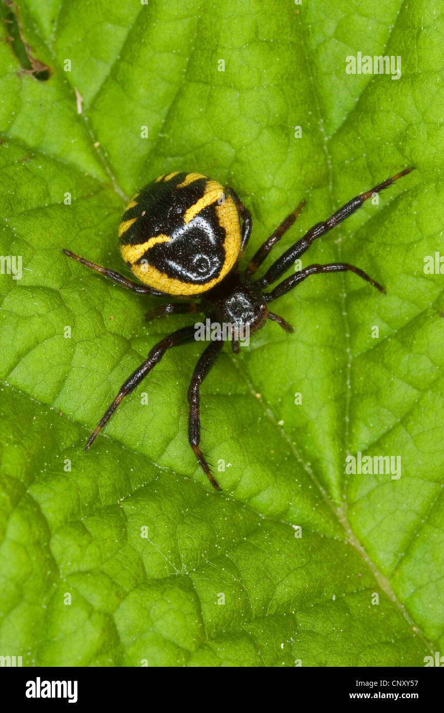 Rote Krabbenspinne (Synema Globosum, Synaema Globosum), sitzt auf einem Blatt, Deutschland Stockfoto