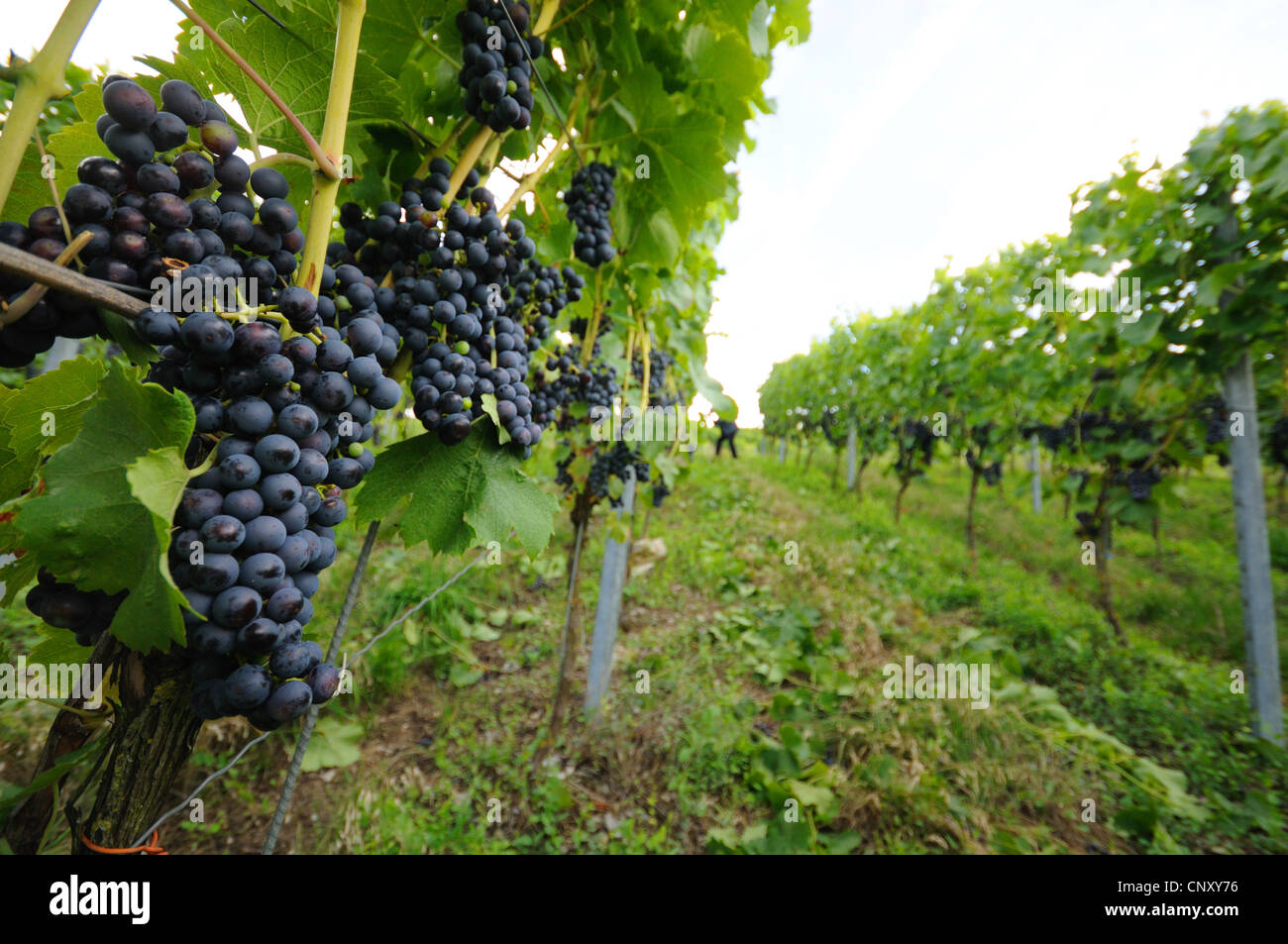 Trauben (Vitis spec.), Blick durch die Reihen der Weinrebe eines Weinguts, Deutschland Stockfoto
