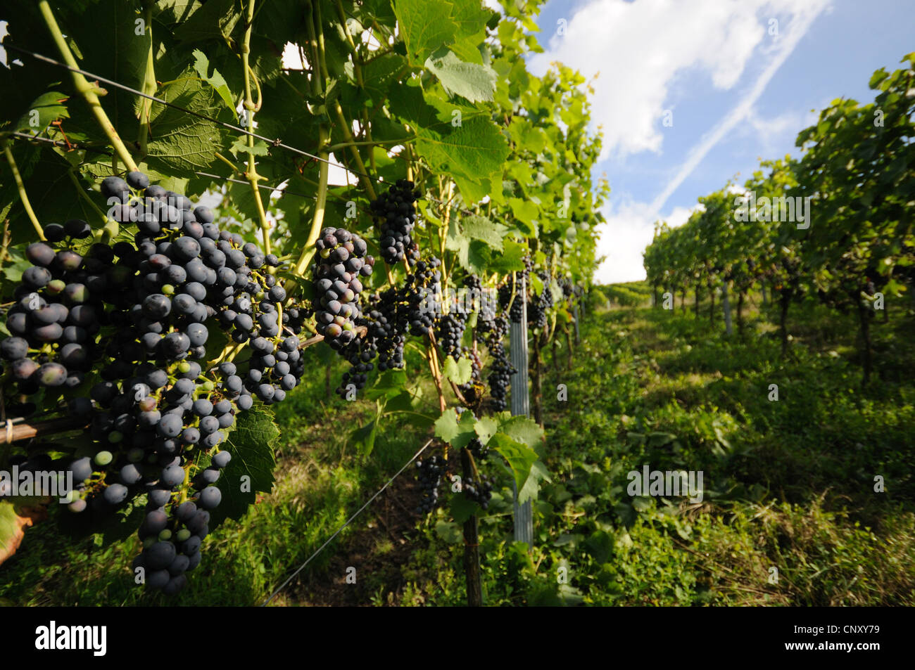 Trauben (Vitis spec.), Blick durch die Reihen der Weinrebe eines Weinguts, Deutschland Stockfoto