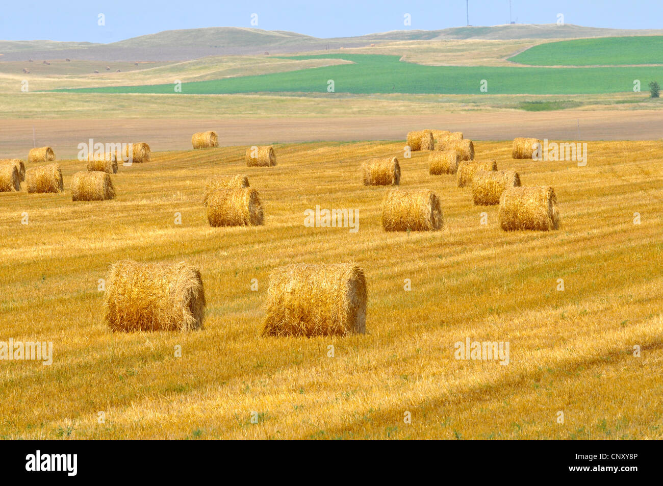 Feld mit Heuballen South Dakota Stockfoto