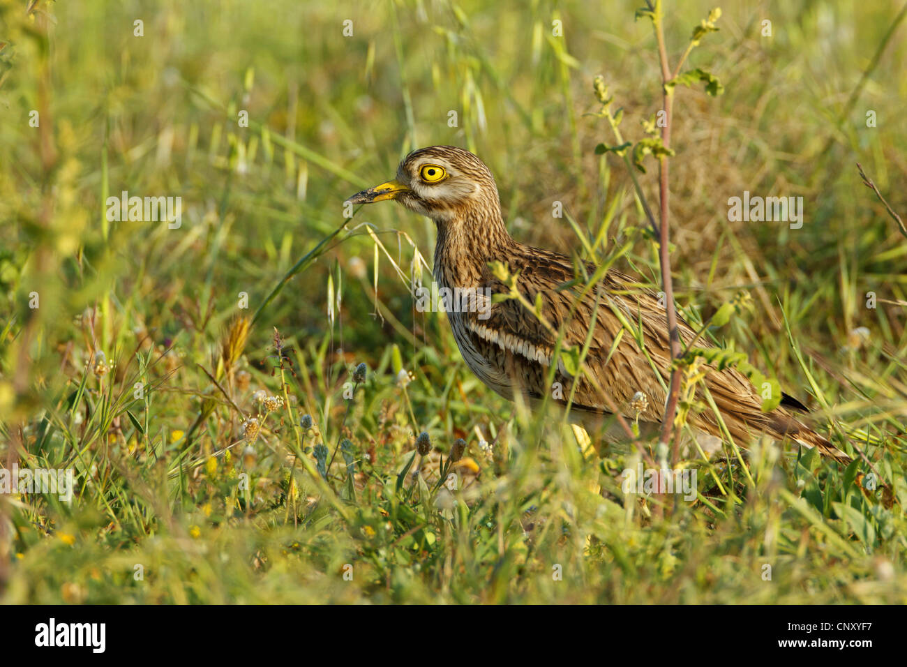 Stein-Brachvogel (Burhinus Oedicnemus), sitzen auf einer Wiese, Türkei, Silifke, Goeksu Delta Stockfoto
