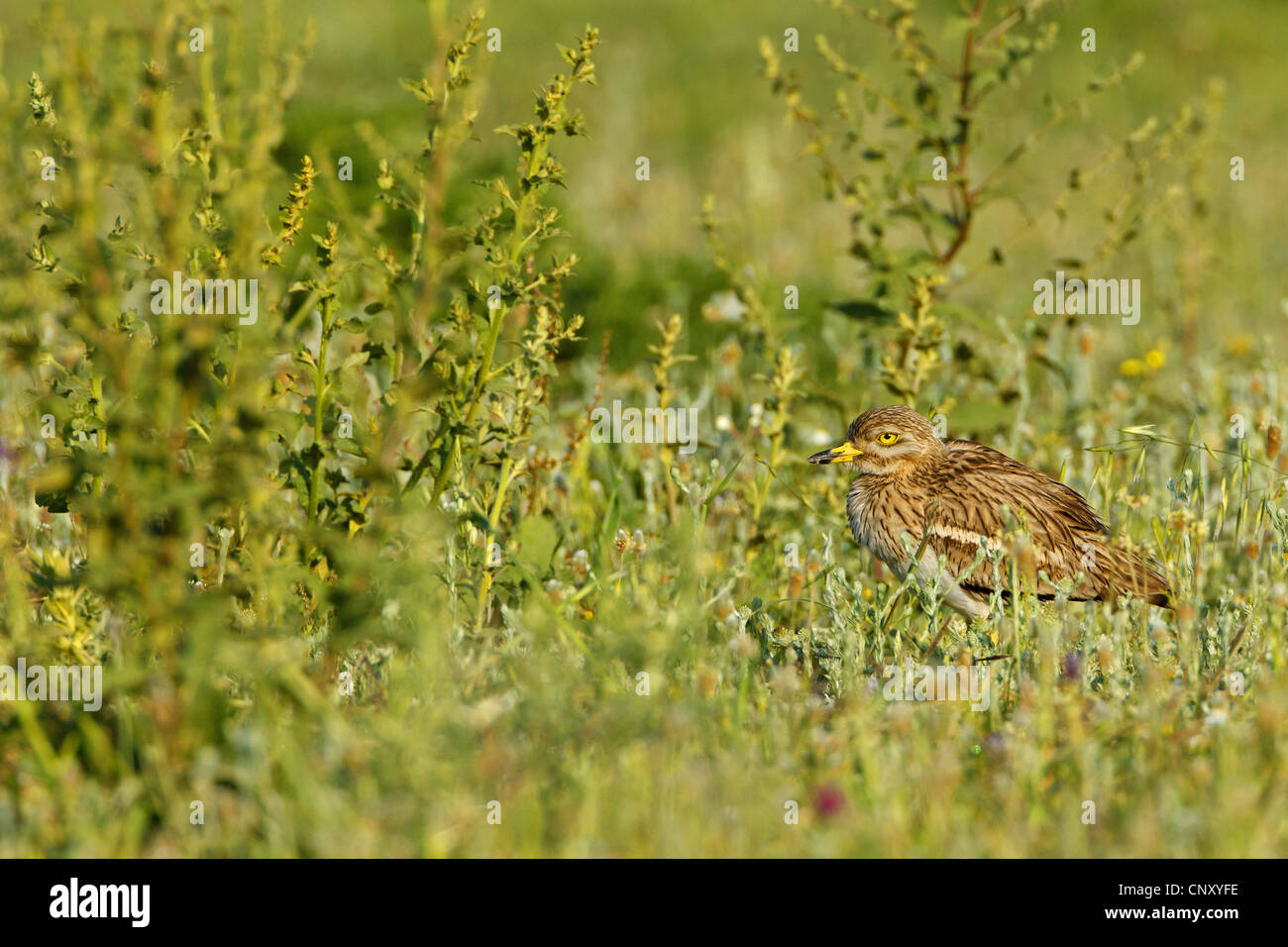 Stein-Brachvogel (Burhinus Oedicnemus), sitzen auf einer Wiese, Türkei, Silifke, Goeksu Delta Stockfoto