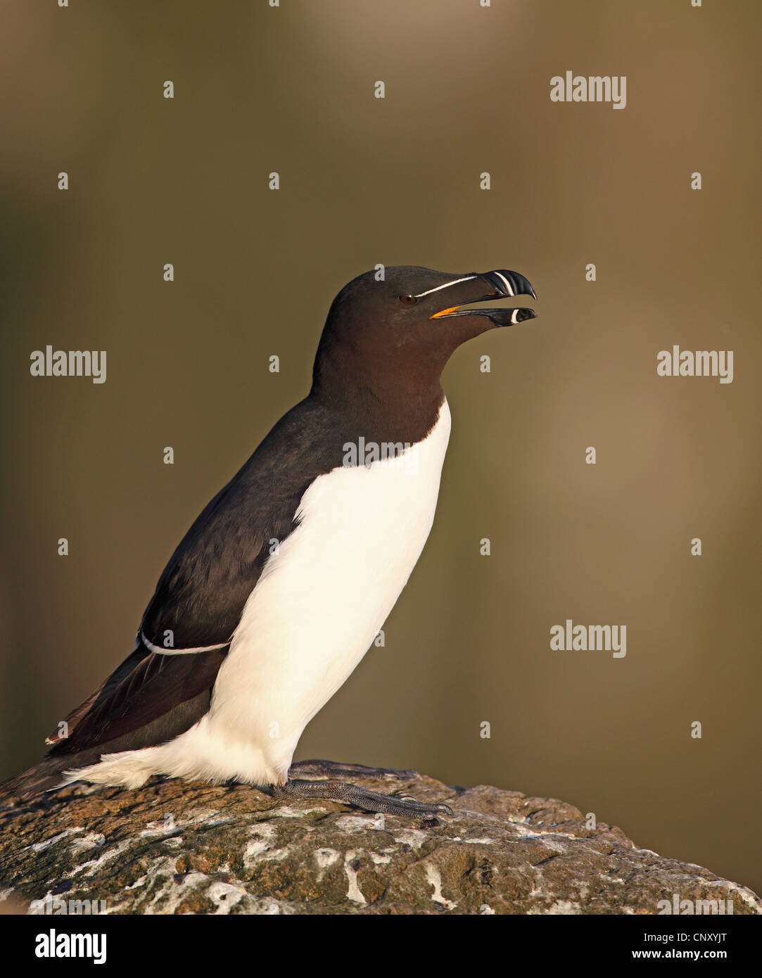 Tordalk (Alca Torda), sitzt auf einem Felsen, Island, Latrabjarg Stockfoto