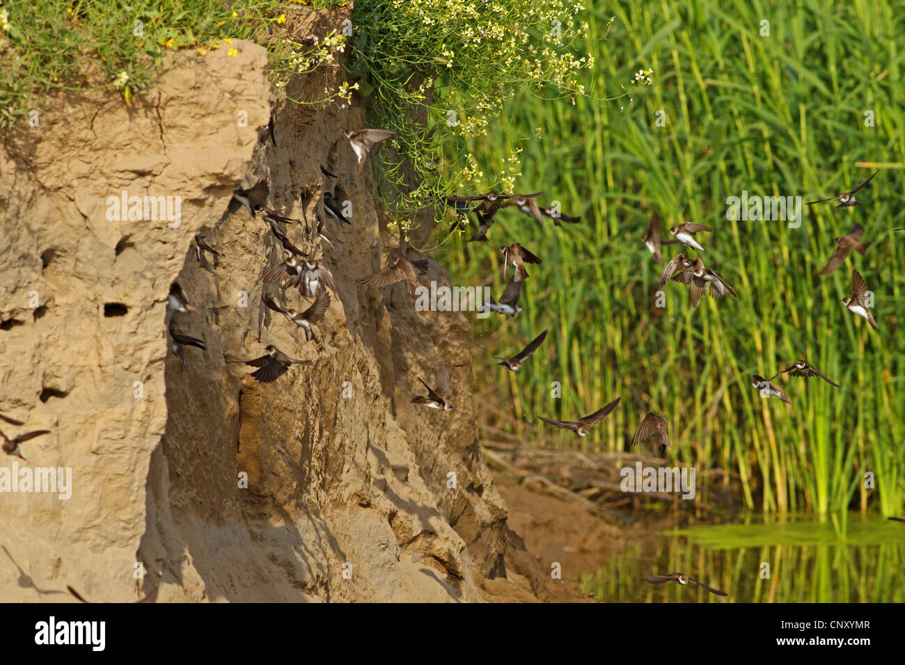 Uferschwalbe (Riparia Riparia), Kolonie, Türkei, Sanliurfa, Birecik Kiesgruben Stockfoto