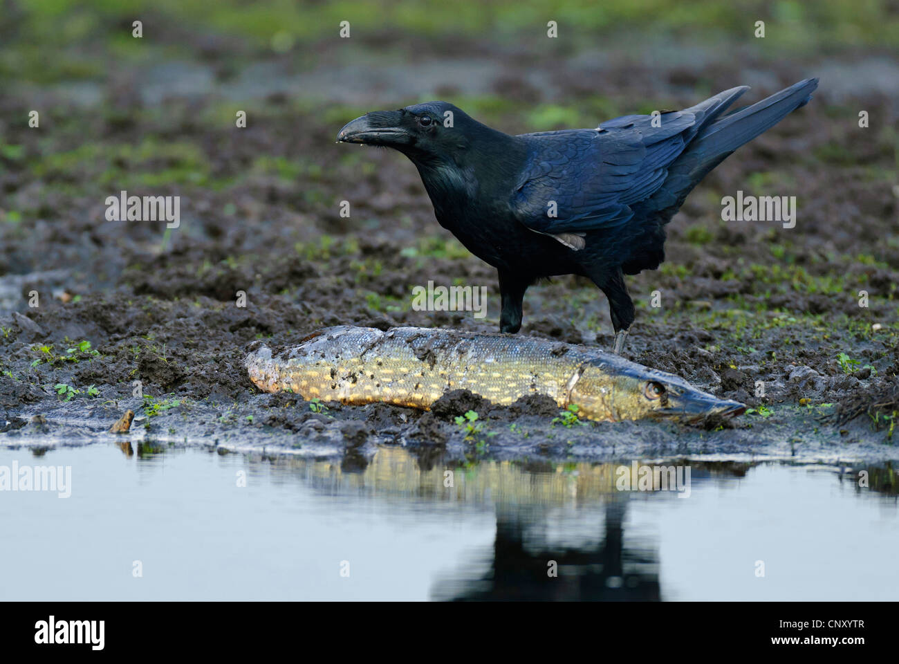 Kolkrabe (Corvus Corax), Fütterung auf Hecht am Ufer eines Sees in Feldberger Seenlandschaft, Deutschland, Mecklenburg-Vorpommern Stockfoto