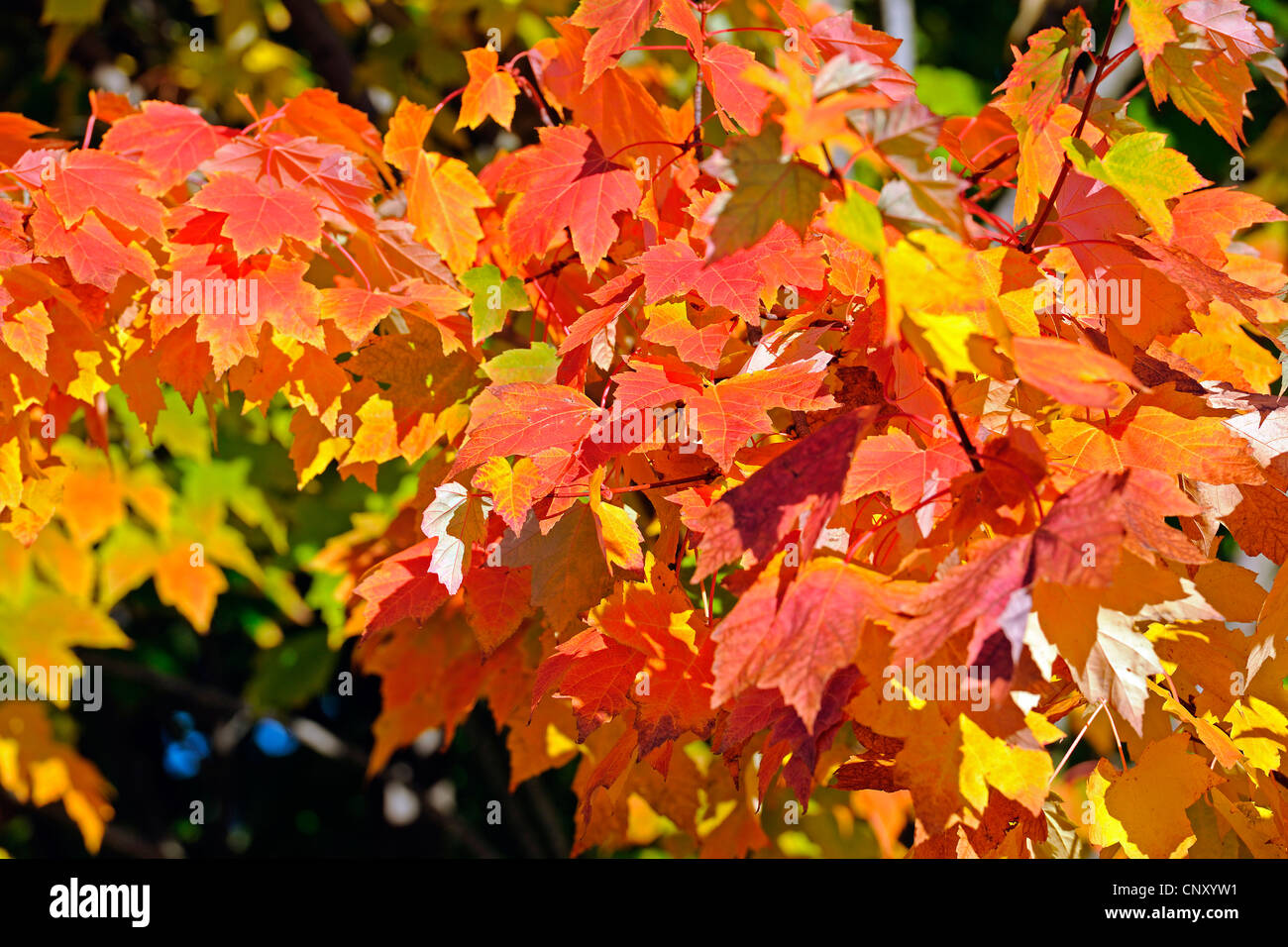 Bergahorn, große Ahorn (Acer Pseudoplatanus), Herbst Blätter ...