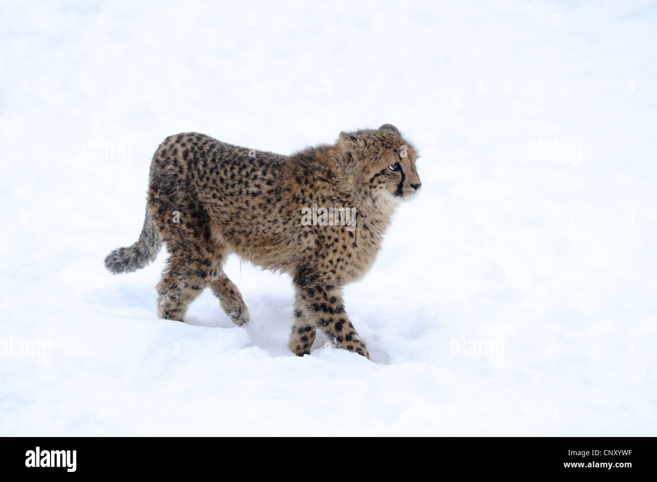 Gepard (Acinonyx Jubatus), zerzaust zu Fuß durch ein Schneefeld mit Fell Stockfoto