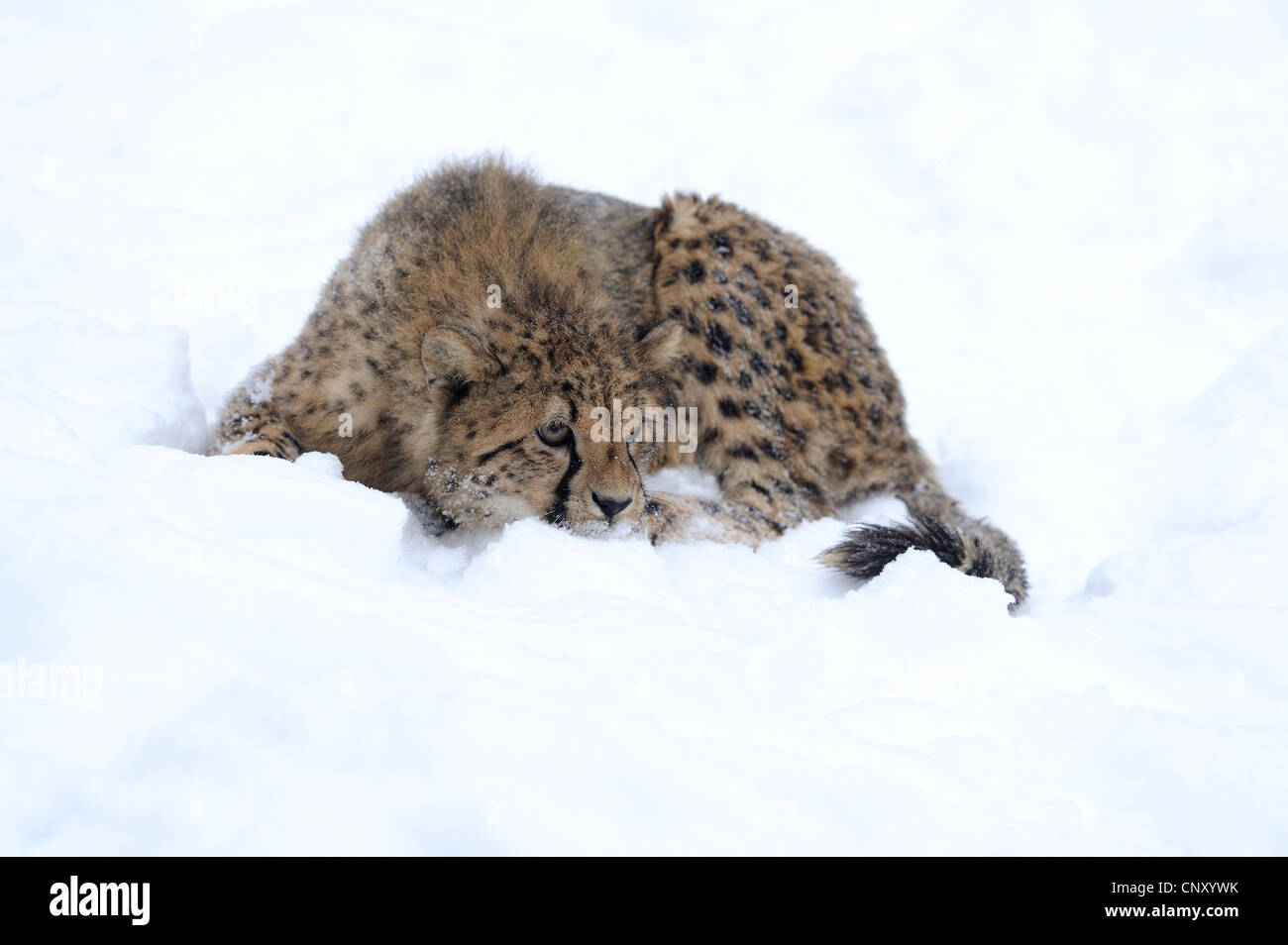 Gepard (Acinonyx Jubatus), zerzaust im Schnee mit dem Fell liegen Stockfoto
