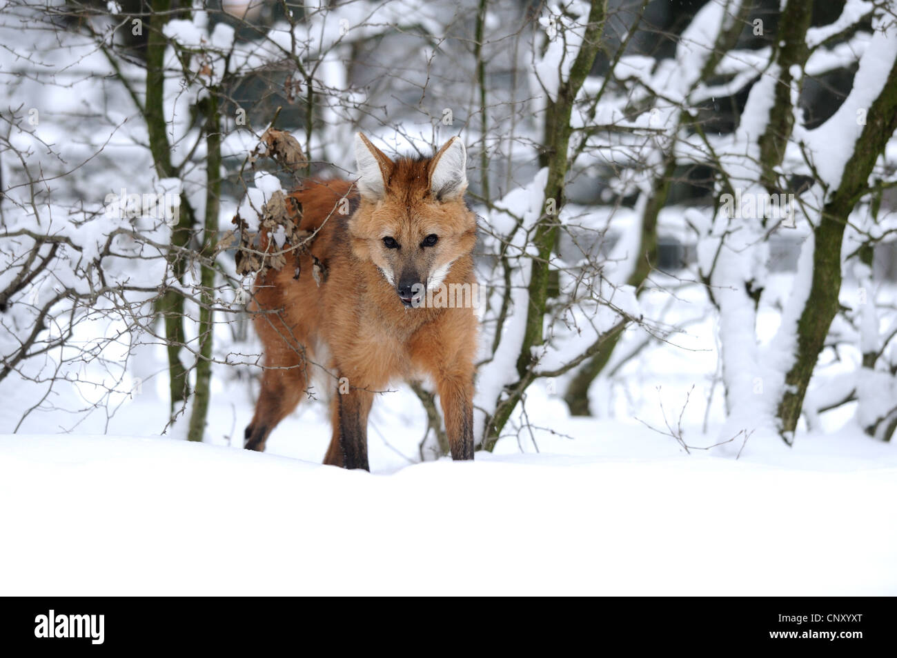 Mähnenwolf (Chrysocyon Brachyurus), stehend im Schnee am Rand eines Waldes Stockfoto
