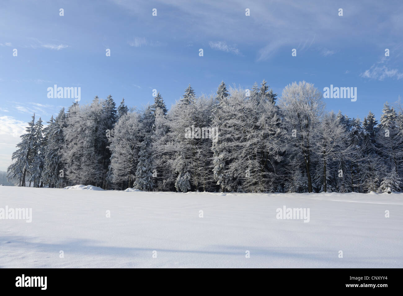 Winterlandschaft mit Schneefeld vor Mischwald, Deutschland, Bayern, Oberpfalz Stockfoto