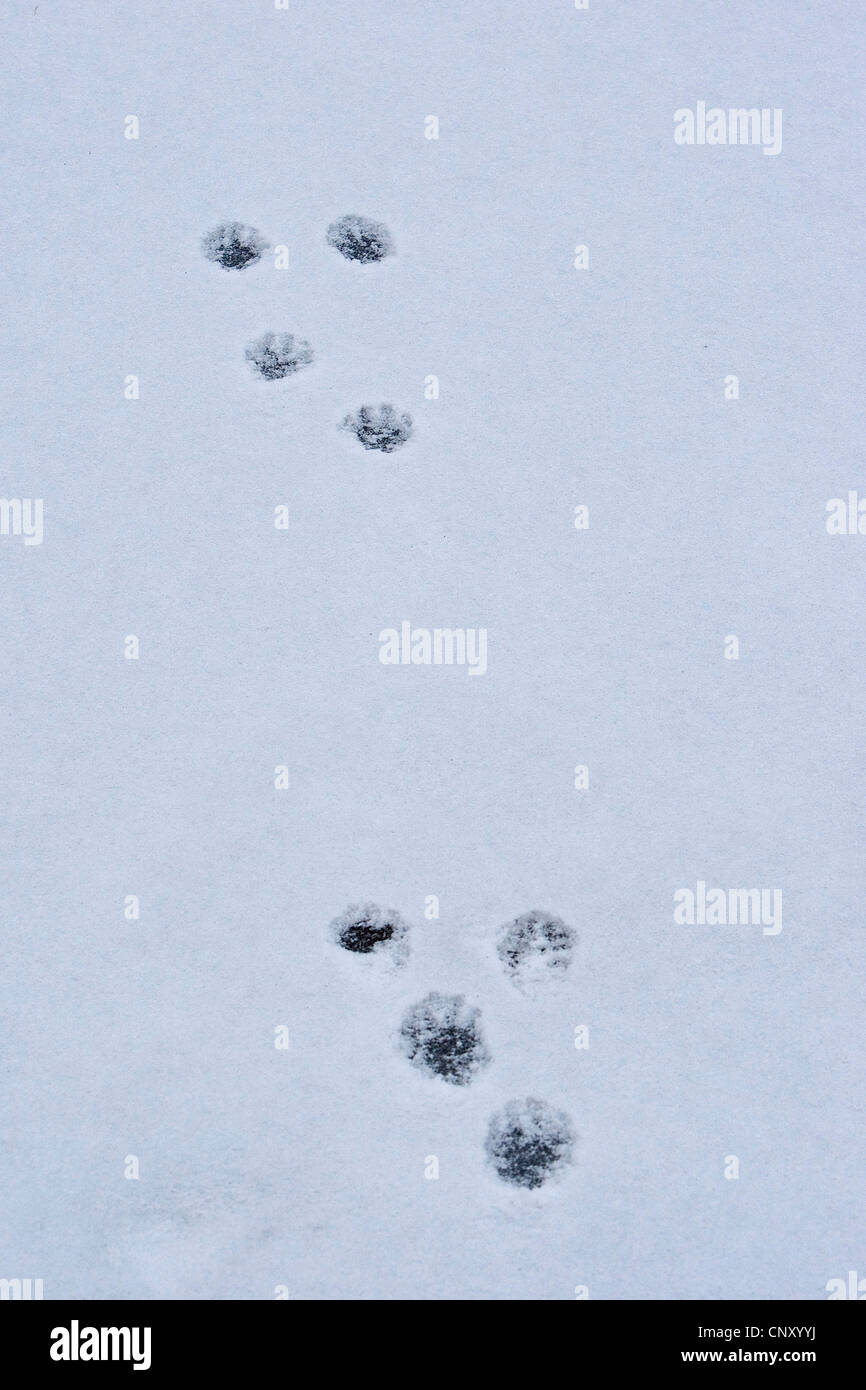 Steinmarder, Steinmarder (Martes Foina), Fußdruck im Schnee, Deutschland Stockfoto
