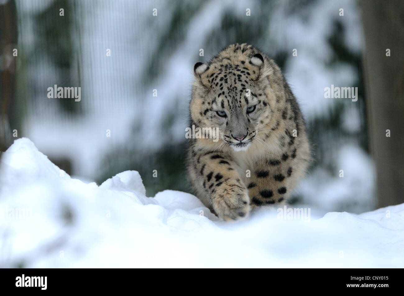 Schneeleopard (Uncia Uncia, Panthera Uncia), Wandern im Schnee Stockfoto