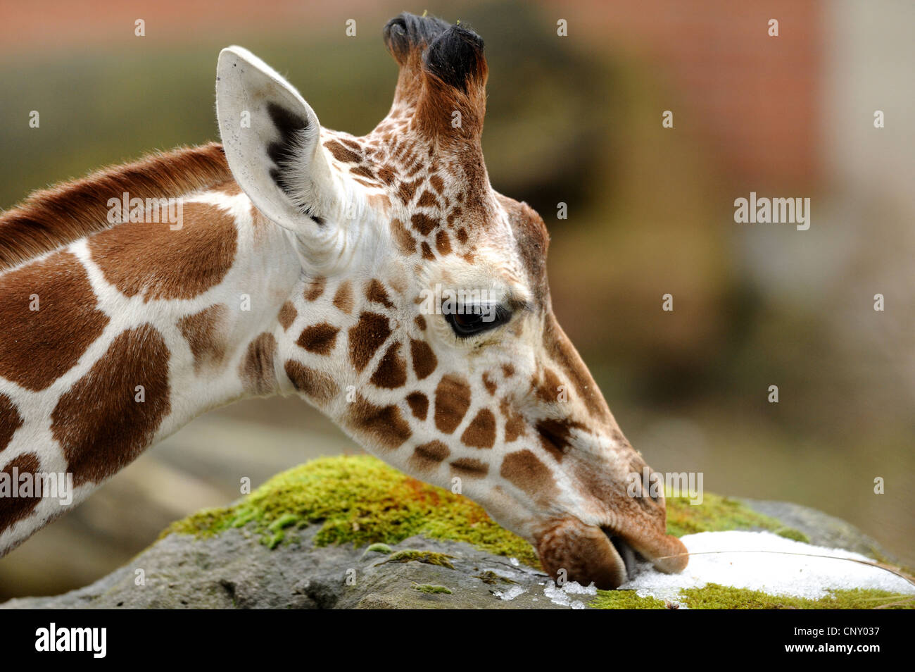 retikuliert Giraffe (Giraffa Plancius Reticulata), Porträt Stockfoto