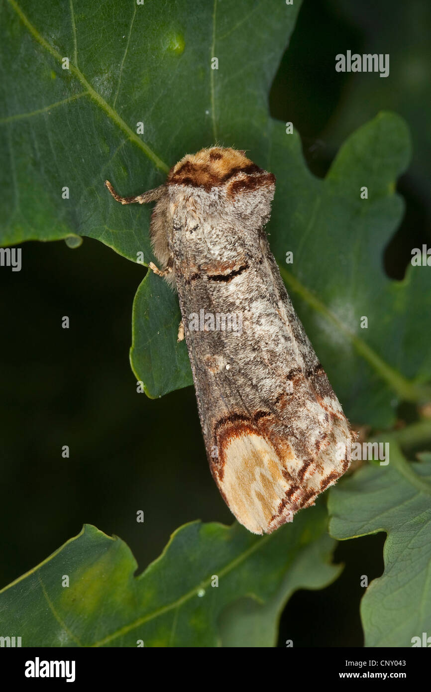 Buff-Tip Motte (Phalera Bucephala), sitzt auf einem Eichenblatt, Deutschland Stockfoto