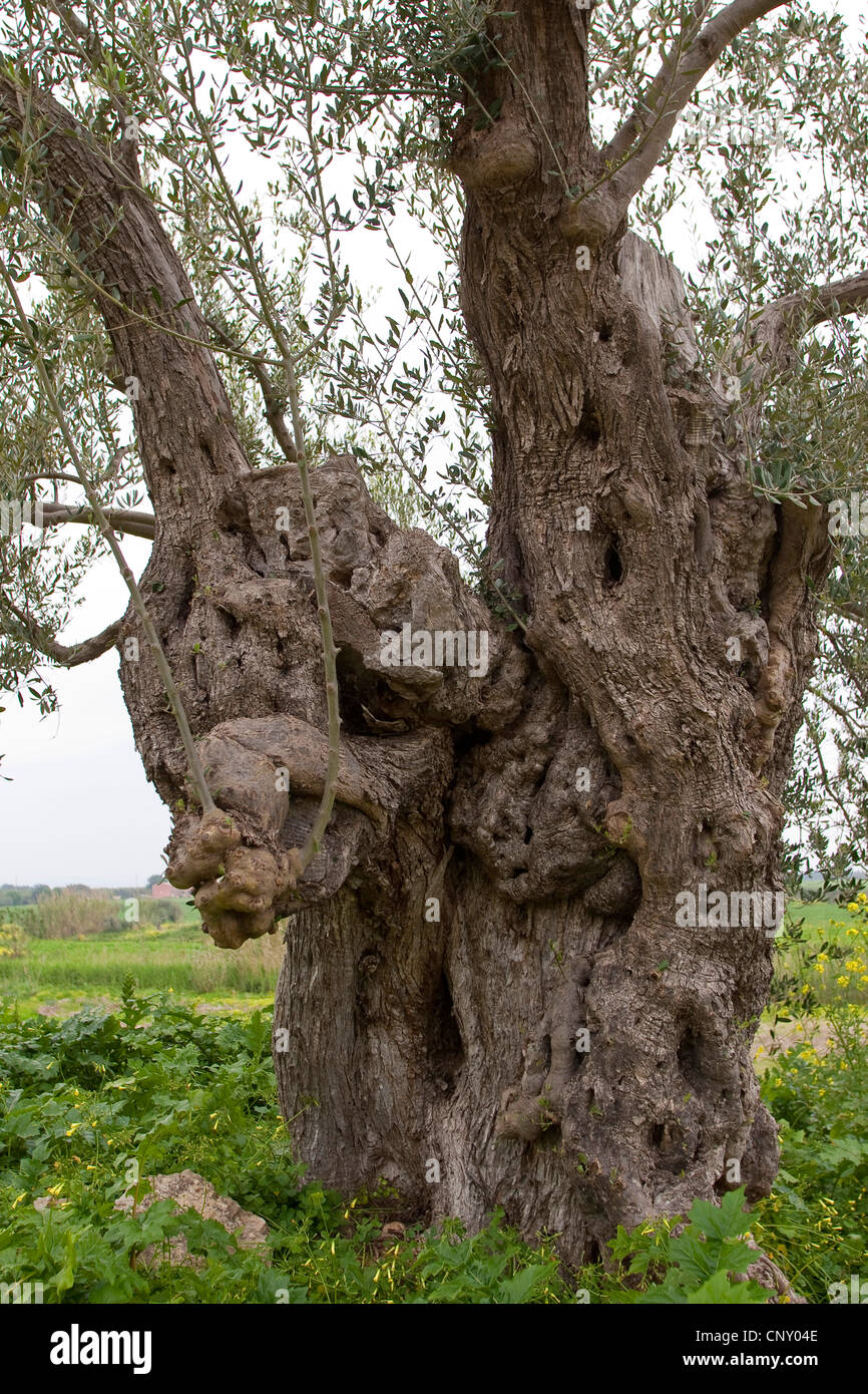 Olivenbaum (Olea Europaea SSP. Sativa), alten Baum, Italien, Sizilien Stockfoto