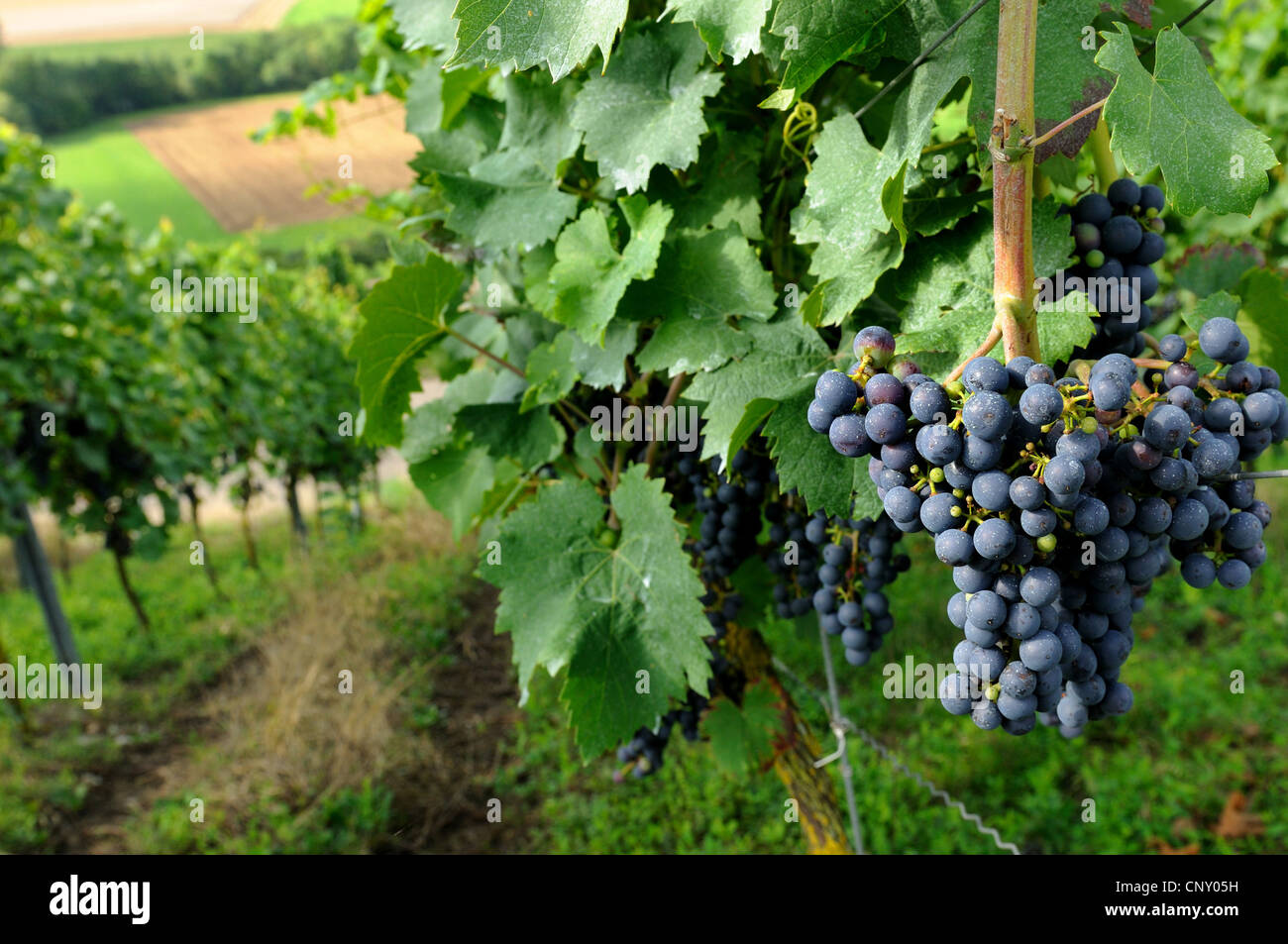 Rebe, Weinrebe (Vitis Vinifera), Trauben am Weinstock, Deutschland Stockfoto