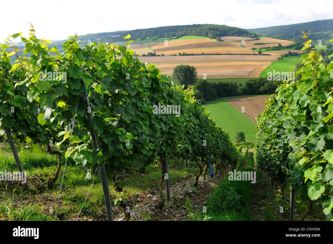 Rebe, Weinrebe (Vitis Vinifera), Reihen von Weinreben, Deutschland Stockfoto