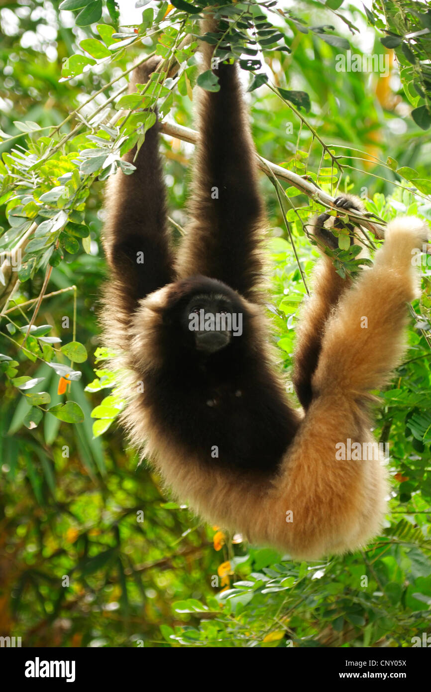 Gibbonaffe in kota kinabalu Fotos und Bildmaterial in hoher Auflösung
