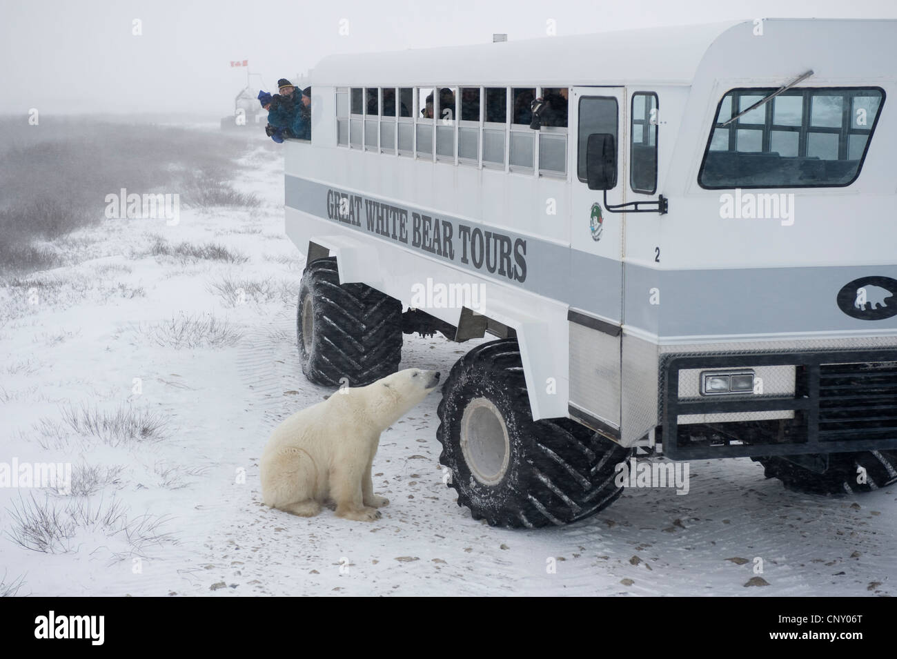 Eisbär untersucht "Tundra Buggy" in Churchill, Manitoba Stockfoto