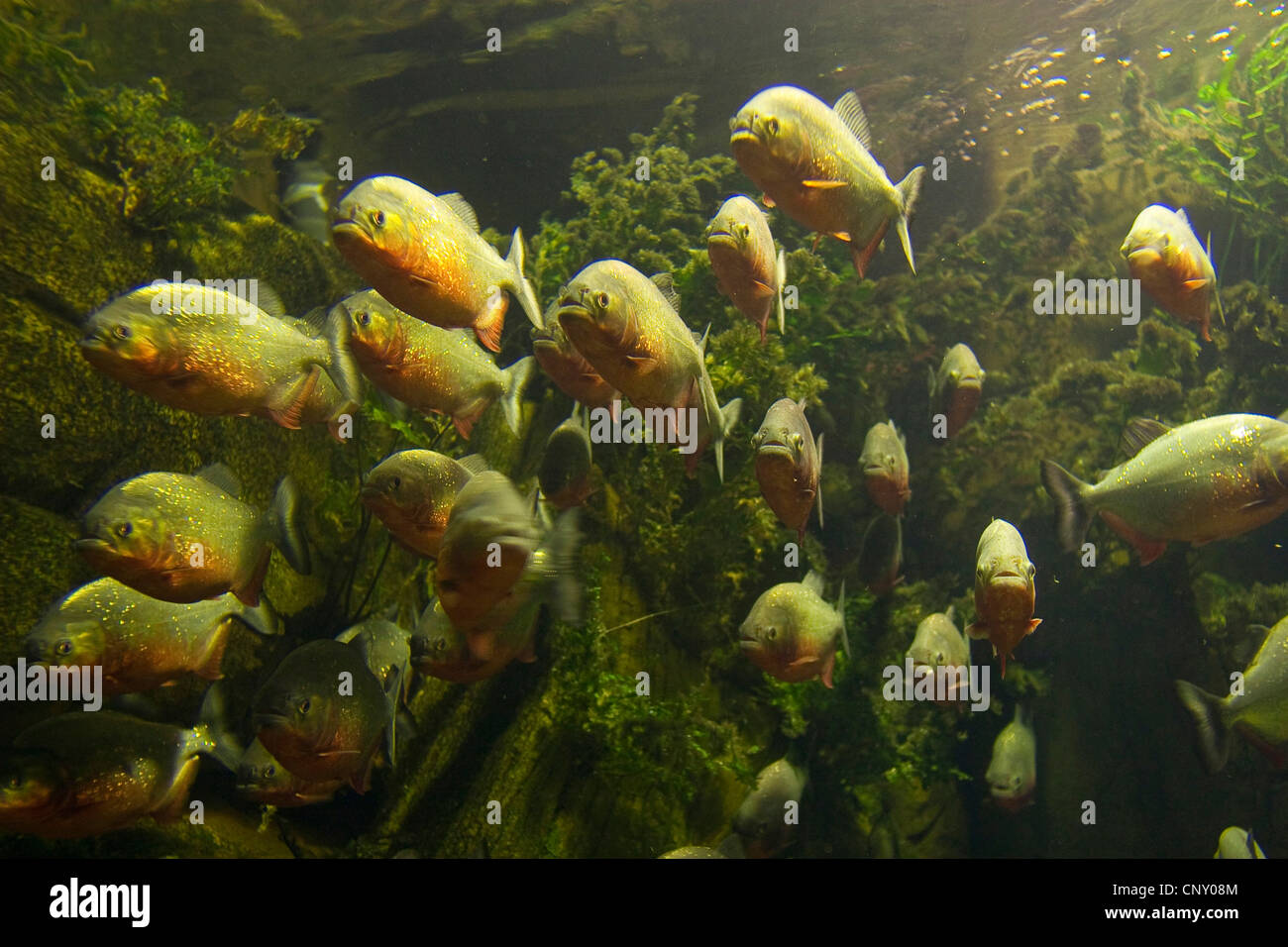 konvex-headed Piranha, Natterer Piranha, roter Piranha, rote Piranhas (Serrasalmus Nattereri, Pygocentrus Nattereri, Rooseveltiella Nattereri), Untiefe Stockfoto