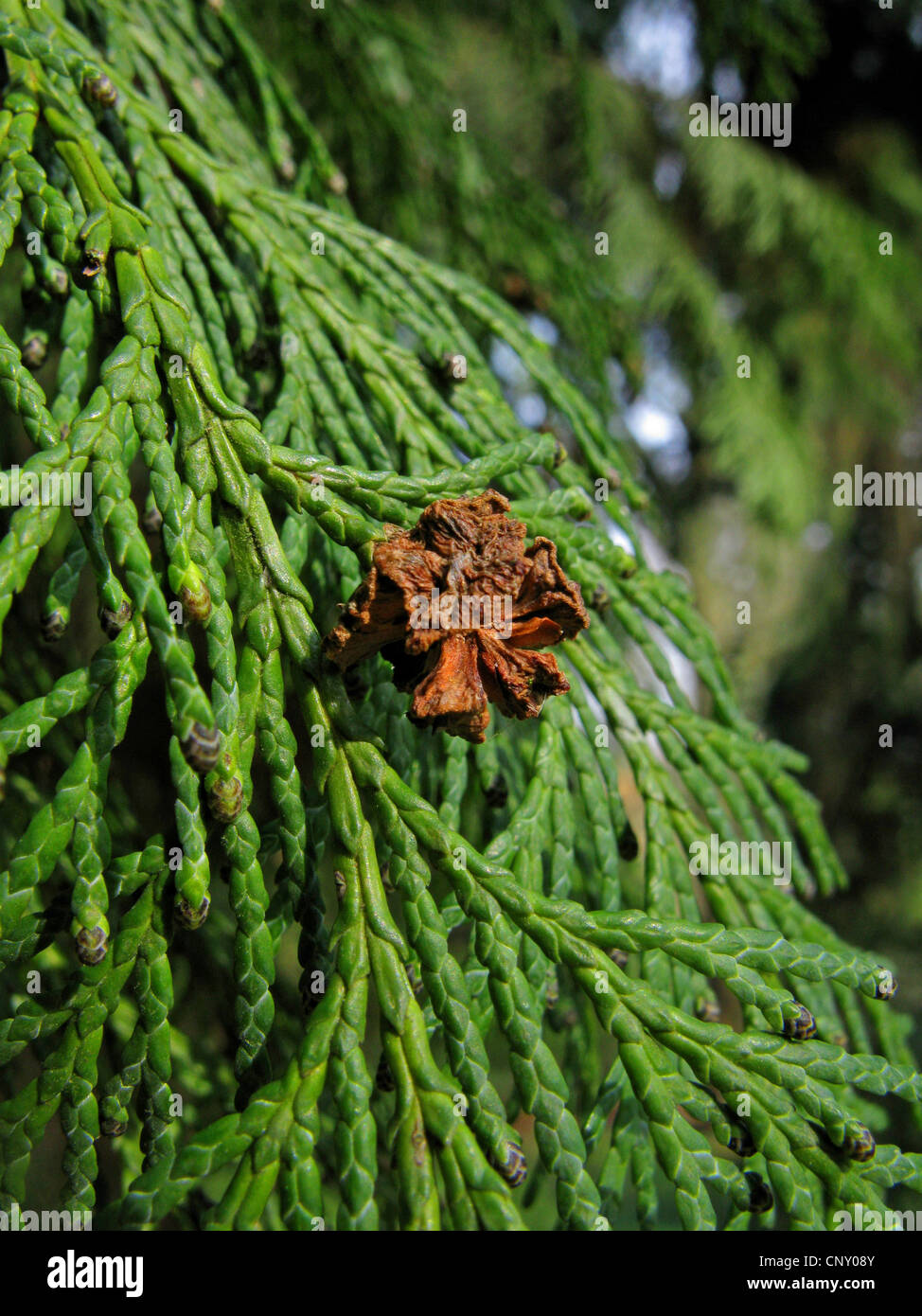 Lawson Zypresse, Port Orford Zeder (Chamaecyparis Lawsoniana), Kegel auf einem Ast Stockfoto
