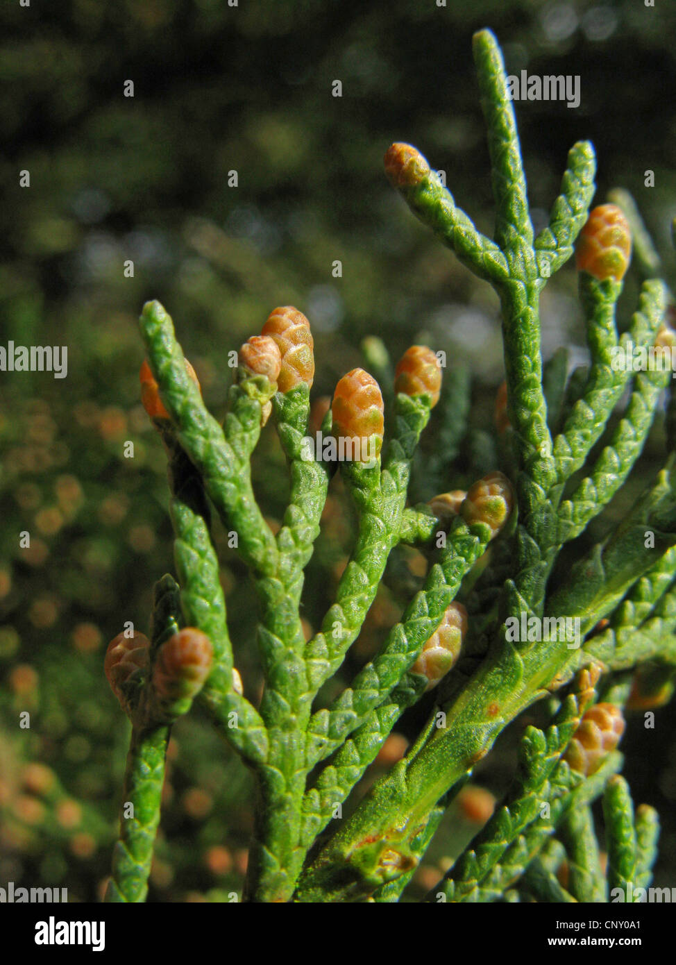 Italienische Zypresse (Cupressus Sempervirens), Zweig mit männlichen Blüten Stockfoto