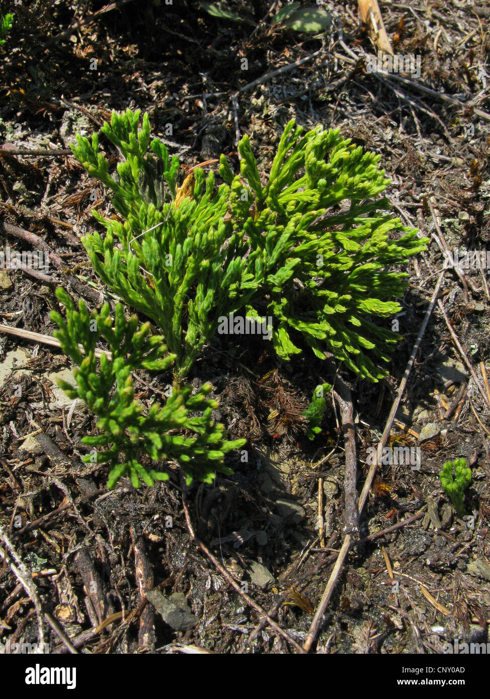 Zeder Boden, tiefe Wurzel Bärlappen (Diphasiastrum Tristachyum, Diphasium Tristachyum, Lycopodium Tristachium), individuelle auf einer Bergwiese, Deutschland, Nordrhein-Westfalen Stockfoto