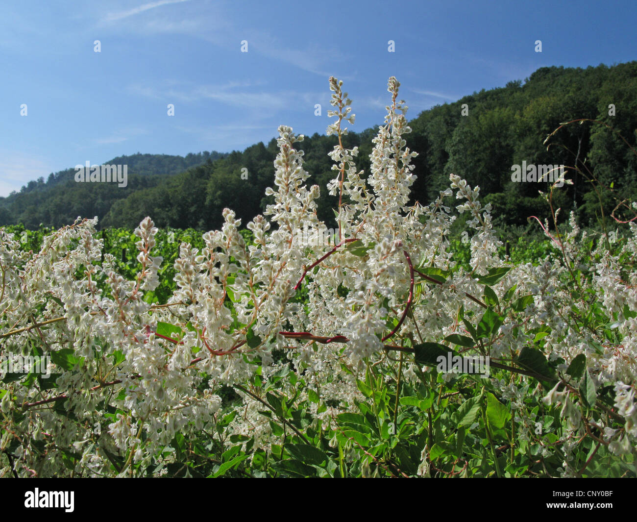 Bilderdikia aubertii Fotos und Bildmaterial in hoher Auflösung Alamy