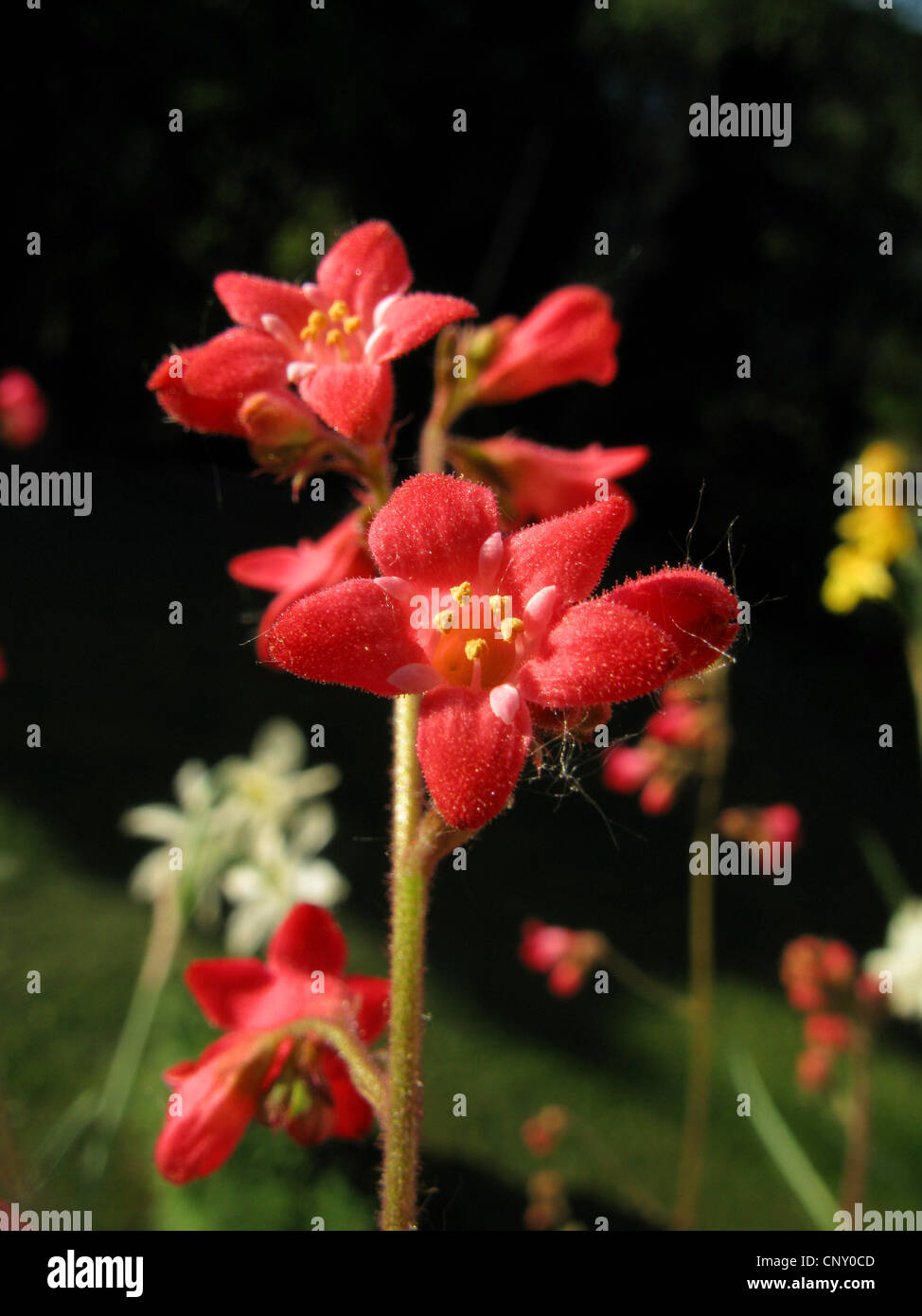 Purpurglöckchen (Heuchera sanguineaund 'Splendens', Heuchera sanguineaund Splendens), Blumen Stockfoto