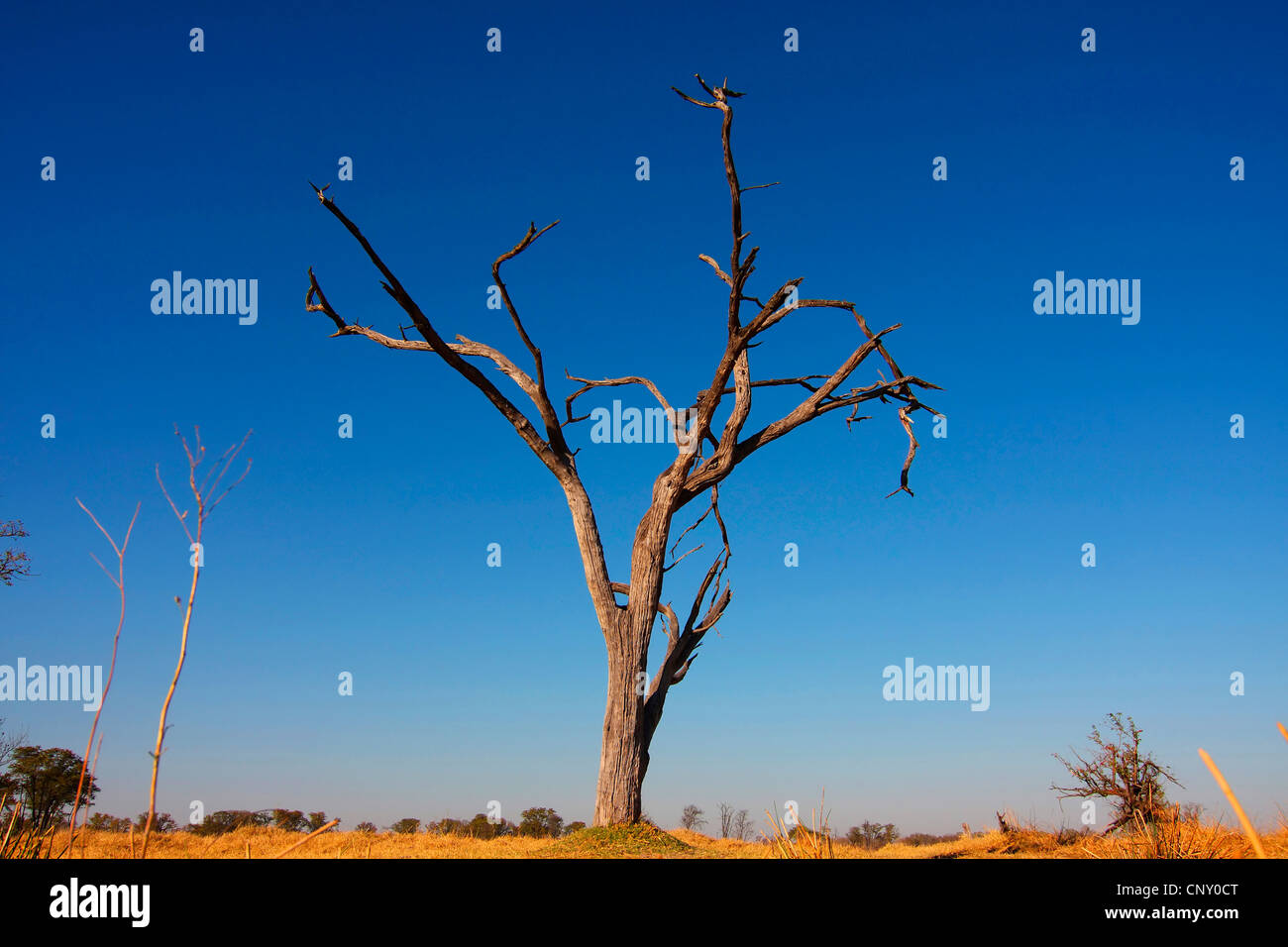 Akazien (Acacia spec.), toter Baum, Botswana, Okavango, Moremi Game Reserve Stockfoto