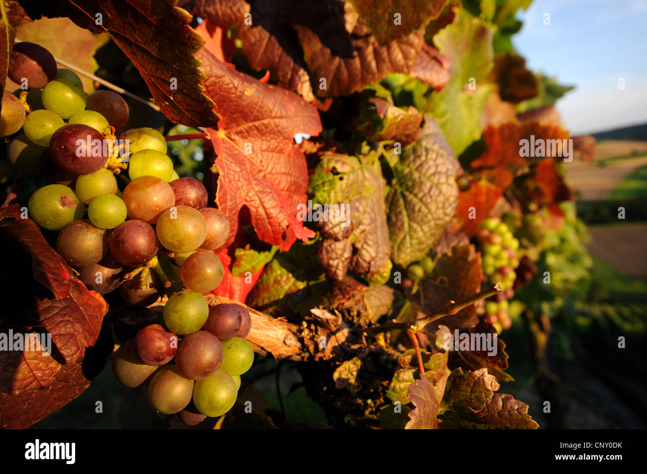 Rebe, Weinrebe (Vitis Vinifera), Traube, Deutschland Stockfoto