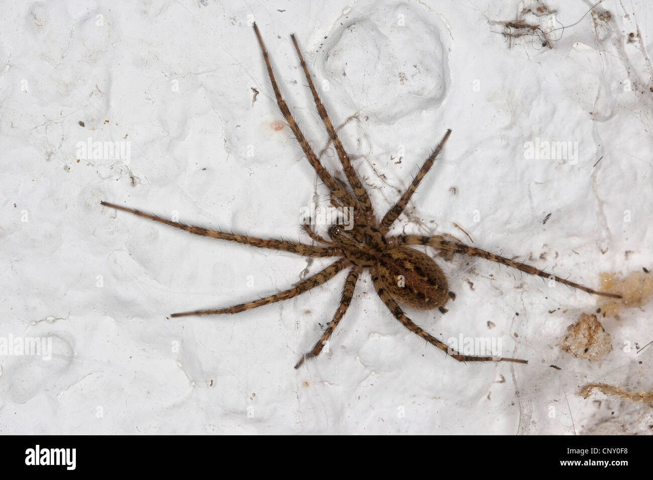 Haus Spinne (Malthonica Ferruginea, Tegenaria Ferruginea), sitzt auf einer Mauer, Deutschland Stockfoto